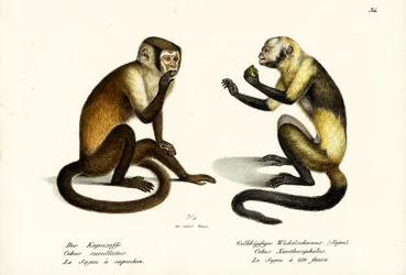 Singe capucin, 1824